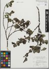 Foto von Salix glabra Scop.